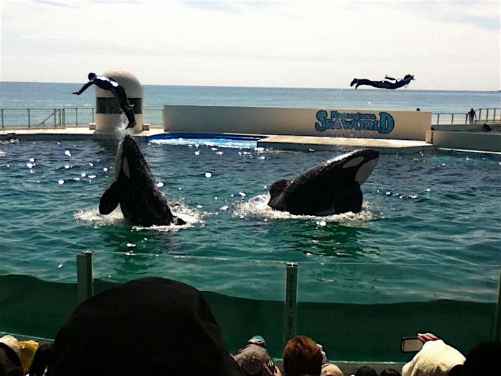 外房のハイライト、鴨川シーワールド