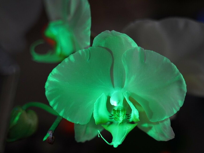 出所：株式会社東京ドーム「【追加情報】100万輪の蘭が集まる国内最大級の“蘭の祭典” 「世界らん展2024‐花と緑の祭典‐」世界初公開『光るコチョウラン』が登場」（2024年1月10日）PR TIMES