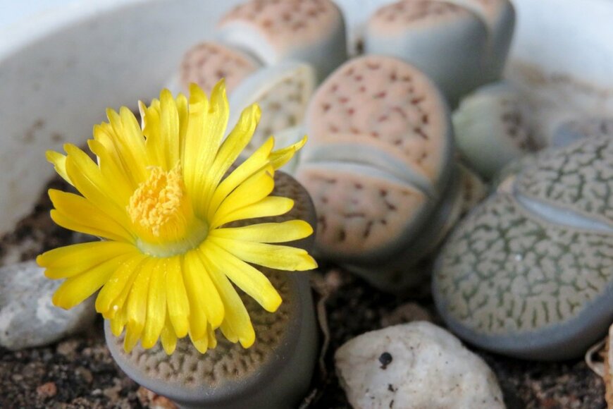 Helga Fluey/shutterstock.com