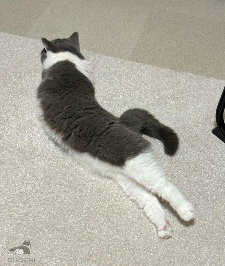 出所：@omochiomoching