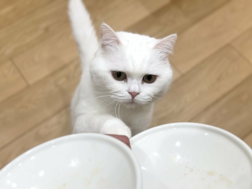 ご飯を食べ終えた猫さんの皿を回収すると…かわいい「確認」にX民が悶絶