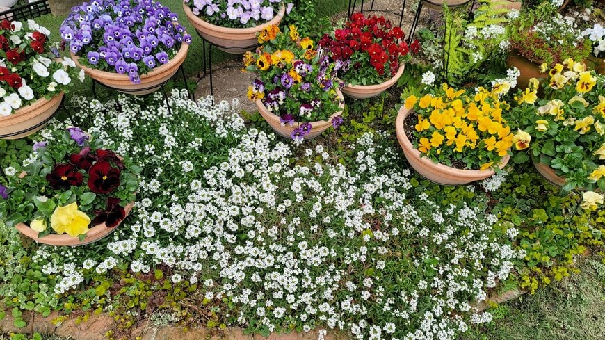 1苗だけで、まるで純白の絨毯のよう！ほぼ1年中咲き続ける多年草「スーパーアリッサム」に注目。植えっぱなしで育てやすいのも魅力です