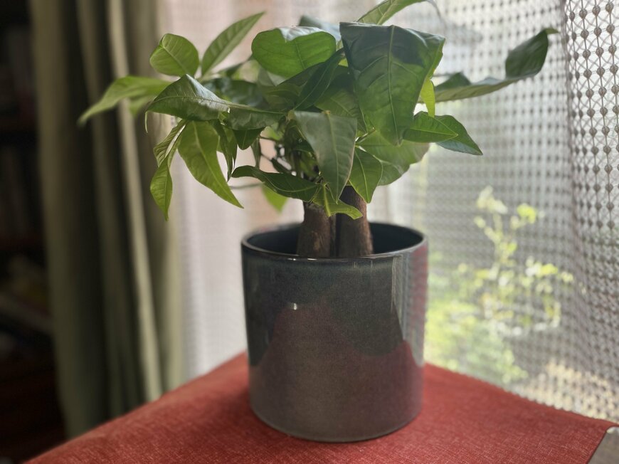 写真：LIMO編集部