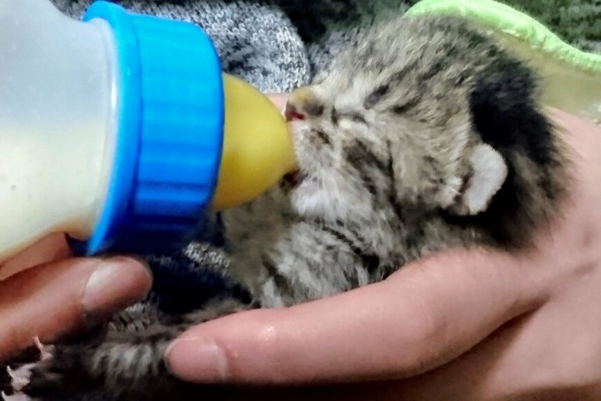 倉庫で発見された小さな子猫　5年後の姿にSNSで祝福の声が続出