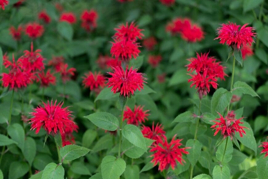 モナルダの花。色は赤。