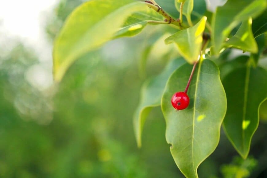 赤い実をつけているソヨゴ