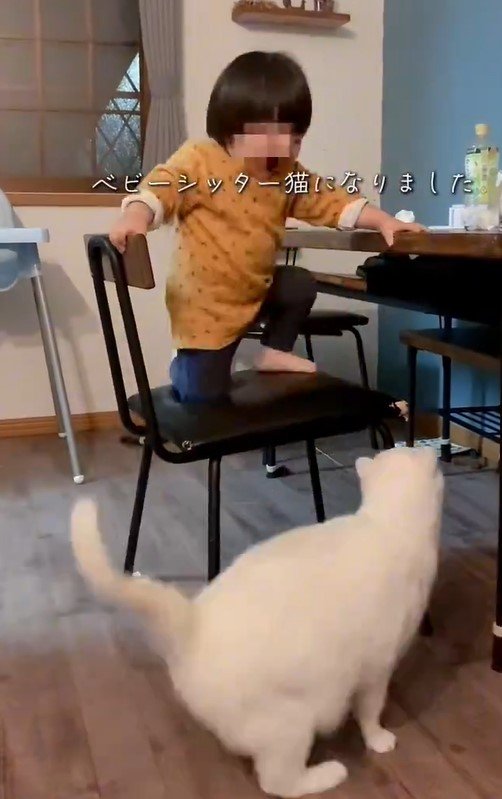 白猫と子ども