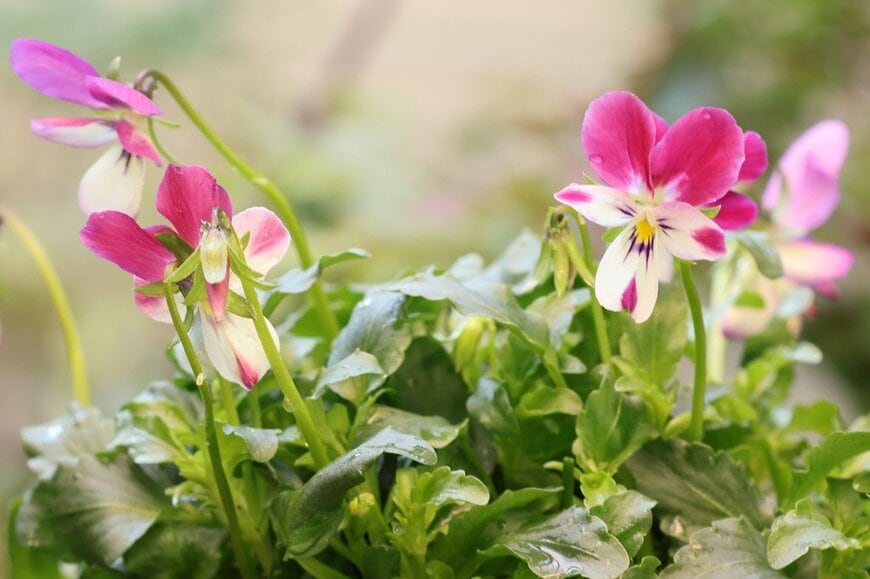 濃いピンクと白の複色花を咲かせている、ラビット系のビオラ
