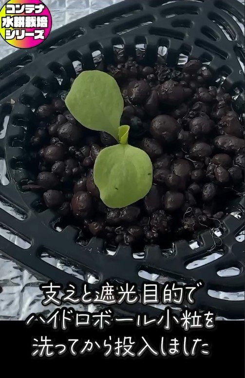 サンチュの水耕栽培、ハイドロボールで芽を支える