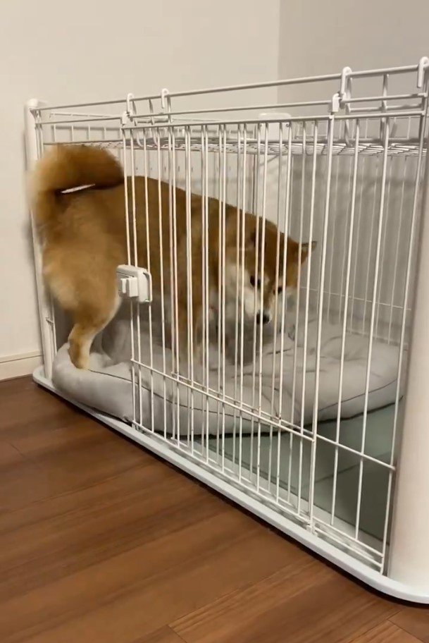 柴犬とゲージ