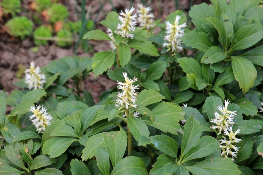 白い花を咲かせている、フッキソウ