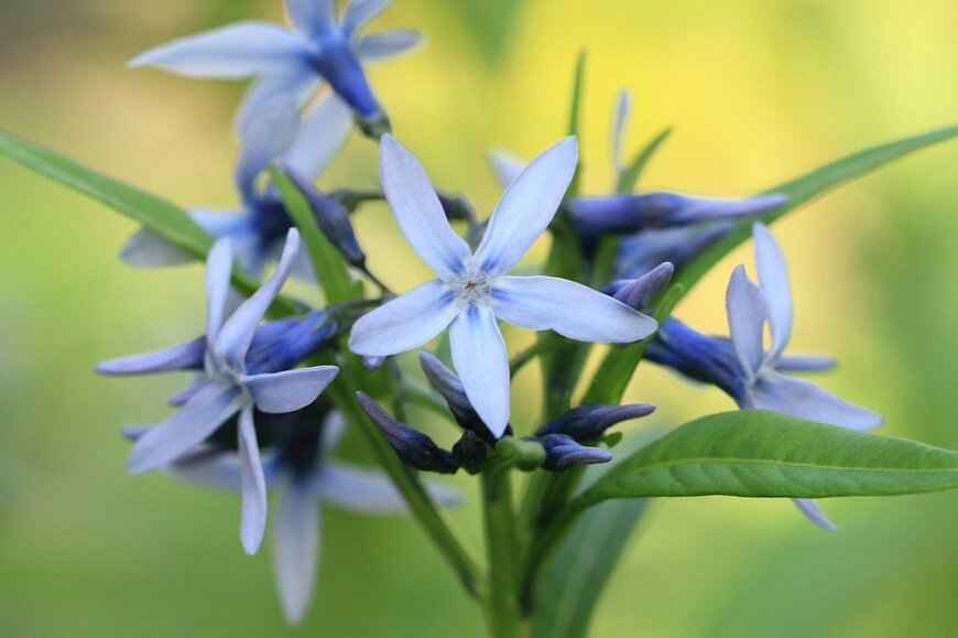 淡いブルーの花を咲かせている、チョウジソウ