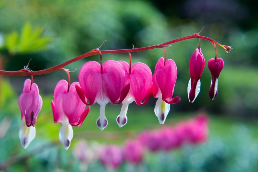 ケマンソウの花。ピンクと白のツートンカラー。小花が提灯のように連なる。