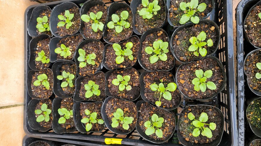 ポットに植え替えたら成長が一気に加速