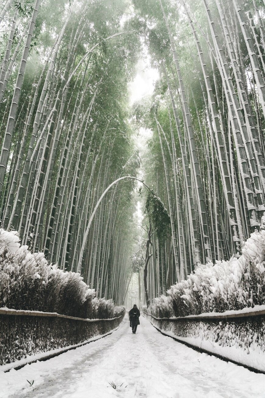 雪に包まれた京都嵐山の竹林