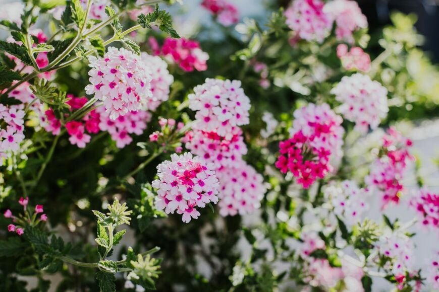 ピンクの小花を咲かせているバーベナ