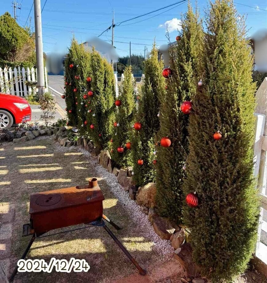 コニファーの生垣、クリスマスオーナメントが飾ってある