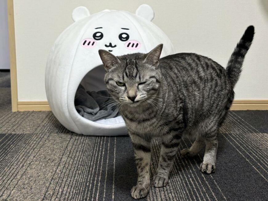 険しい顔をしている猫