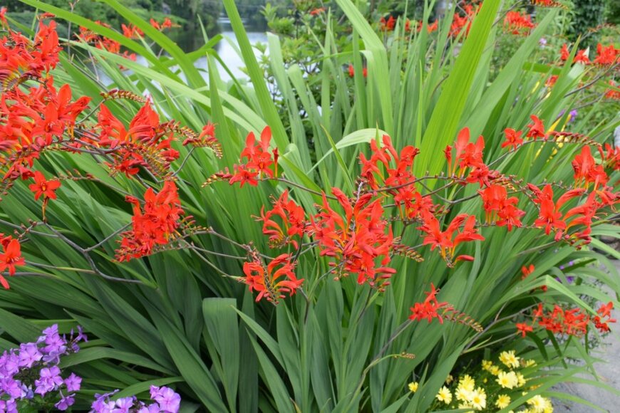 赤いクロコスミアの花