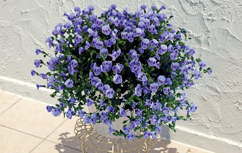 出所：サントリーフラワーズ　サマーミスト