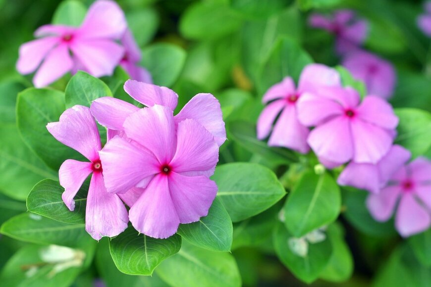 ピンクのニチニチソウ