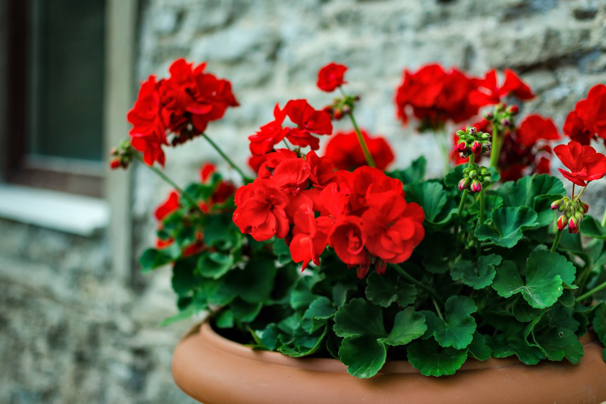 ガーデニング 鮮やかな色合いの多年草 ゼラニウム 寄せ植え例を紹介 深紅の花色は大人っぽくてオシャレ 記事詳細 Infoseekニュース