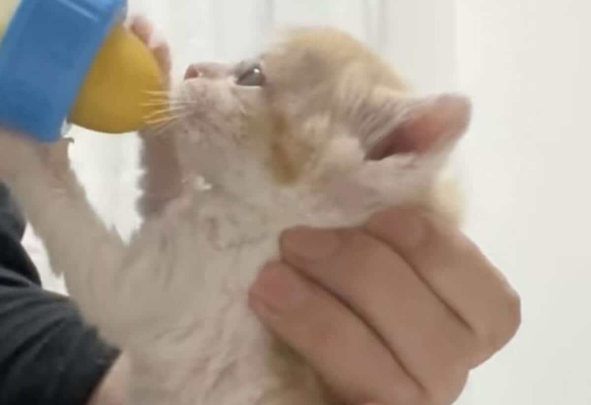 たまらんニャ〜！」大興奮でミルクを立ち飲みする猫 豪快すぎる『飲み