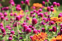 【初夏のガーデニング】いまから秋まで花咲く〈多年草＆一年草〉6選＆6月の庭づくりのコツ