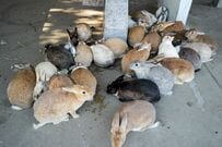 広島県の「大久野島」でウサギを撮影　しゃがんだ瞬間「次々にやってくるウサギ」がたまらない