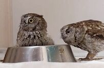 【水浴びしたいフクロウ】思い切って水浴びボウルに入るも…同居フクロウから鉄槌！