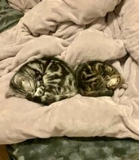 仲良く眠る2匹の猫→2年後…後輩猫の予想外の変化に思わず二度見！