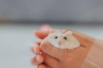 部屋を散歩中のハムスターが起こした「まさかの行動」　プランターに飛び乗った直後の行動に「これは可愛すぎ」