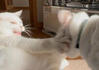 猫パンチならぬ『猫張り手』！？鋭い眼光で必殺技を繰り出す猫ちゃん【いいね3000件】