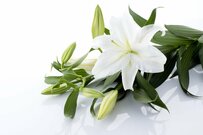 【もうすぐ7月盆】お盆・新盆に贈りたい《お供えの花》3選