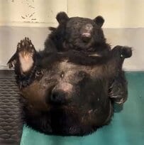 【神戸市立王子動物園】クマ、おっぴろげ～！食後のツキノワグマが見せる「あられもない姿」が話題（兵庫県）