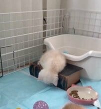 【何してる？】不思議な恰好のまま動かない子猫　よく見ると…まさかの愛らしさに悶絶