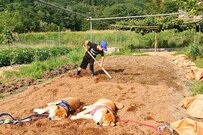 農作業中の「子供と犬2匹」の様子に違和感　あまりにも平和すぎる光景にほっこり