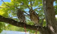 【木陰とフクロウ】そよ風の中で気持ち良さそう…気付いたら人だかりができて驚き！