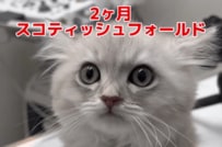 【動物病院】くしゃみと鼻水が止まらない子猫を家族に迎えた獣医　重みのある言葉に反響「パパさんが獣医さんなんて羨ましい〜」