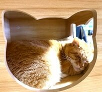 「インターホン押した？」ひょっこり顔を出す元保護猫→絶妙な“生活感”あふれる家主の風格に笑ってしまう