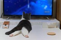 子猫時代、足を伸ばしながら「くつろいでいた猫」　4年後に撮影された「同じポーズ」が話題