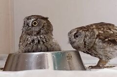 【水浴びしたいフクロウ】思い切って水浴びボウルに入るも…同居フクロウから鉄槌！