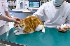 動物病院で「お灸」してもらった猫 まんざらでもなさそうな様子にホッコリ