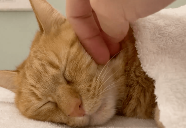 こりゃ極楽ニャ〜」まるで岩盤浴！？お風呂で疲れを癒す猫ちゃん
