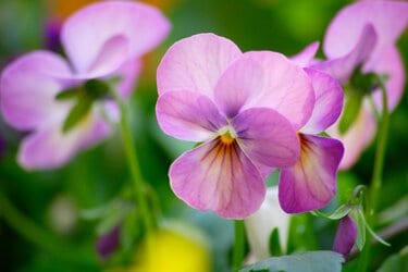 ガーデニング】秋の庭の主役は「ニュアンスカラーの花」で決まり