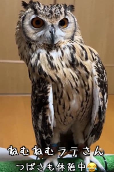 目を開けるフクロウさん