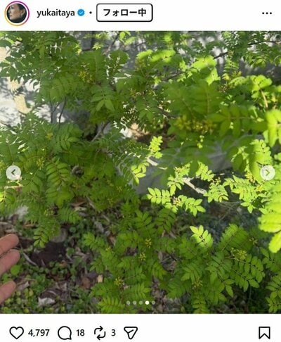 板谷由夏のInstagram投稿