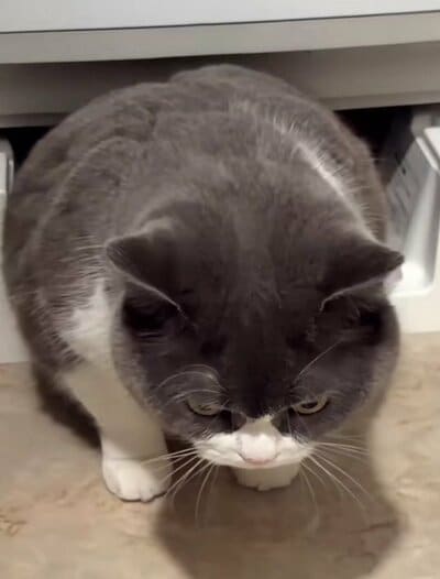 洗濯機の下からぬる~っと出てきたまるちゃん