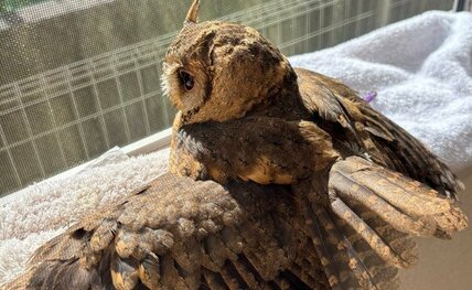 【日を浴びるフクロウ】きれいな翼を大きく広げるフクロウさん、ぽかぽか日光にうっとり