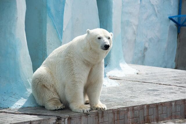 動物園で目撃された「ホッキョクグマの行動」に違和感　シュールな光景に笑ってしまう